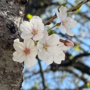 Meet your Posher, Anu